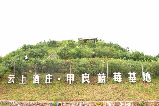 贵州荔波甲良镇：百亩蓝莓限时“上新” 开启甜蜜采摘季_fororder_甲良蓝莓基地