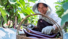 贵州罗甸：气候优势赋能 早春蔬菜“丰”景好