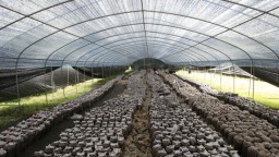 贵州威宁：筑巢引凤种平菇绘就乡村振兴动人图景
