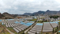 贵州大方马场：大棚移栽忙 春耕干劲足