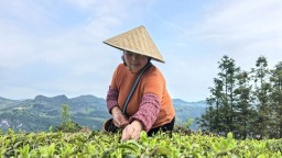 指尖摘春香 贵州独山高寨茶迎来黄金采摘季