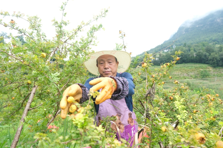 一颗“黄金果”撬动致富密码