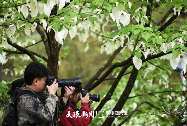 贵州的生态密码，藏在一张张照片背后｜濒危物种的回归
