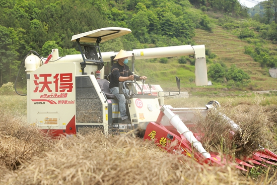 贵州长顺：油菜花海绘就丰收盛景 科技与协作奏响农业强音_fororder_农户驾驶收割机收割油菜.JPG