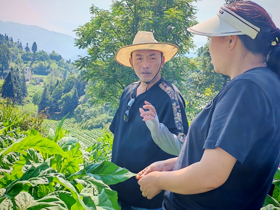 贵州仁怀：“无人机飞防+技术指导” 烤烟管护进行时_fororder_仁怀市烟草公司工作人员对种植户作技术培训 余甚君拍摄