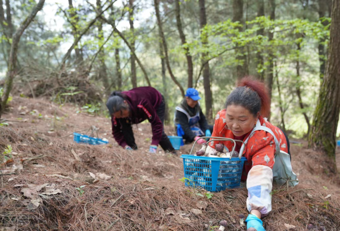 现在出发！避暑就来贵阳：【一村一景】靛山村（下）：森林美食、文化韵律、探险乐园