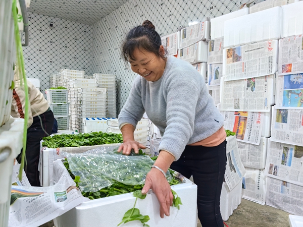 贵州仁怀:冷链助力豌豆尖“新鲜”出山 贵州仁怀:冷链助力豌豆尖“新鲜”出山_fororder_豌豆尖打包