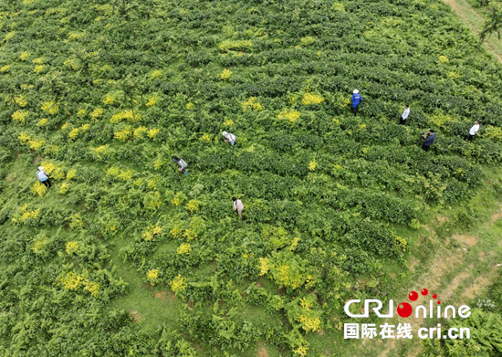 贵州盘州：以茶为媒绘就乡村振兴新画卷_fororder_图片1
