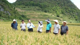 贵州长顺：平均亩产479.57公斤  旱稻测产验收喜丰收
