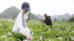 六盘水市水城区杨梅乡：万亩“洋芋花”盛开 马铃薯变身致富大产业