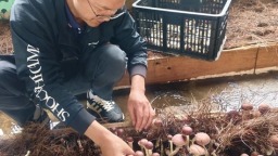 贵州都匀：松茸抢“鲜”上市 特色产业激活发展新动能