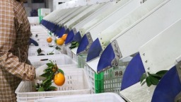 贵州独山：洗选果中心助力柑橘变“金果”