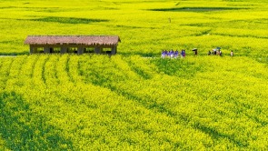 贵州施秉：踏青赏花享春光