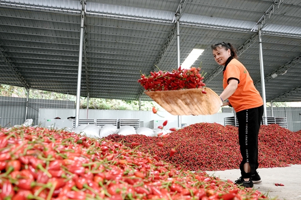 贵州镇远：&ldquo;红辣椒&rdquo;串起致富链&ldquo;三联动&rdquo;激活新引擎_fororder_05