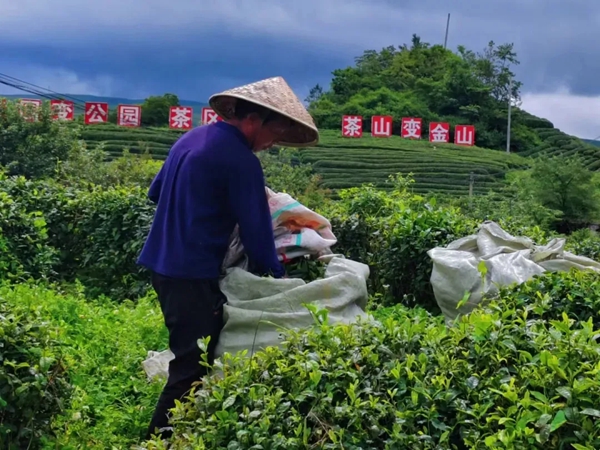 从一季旺到四季稳 贵州都匀毛尖镇夏秋茶焕发新生机_fororder_33