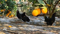 贵州仁怀：“橙”熟采摘乐 硕果累累好“丰”景