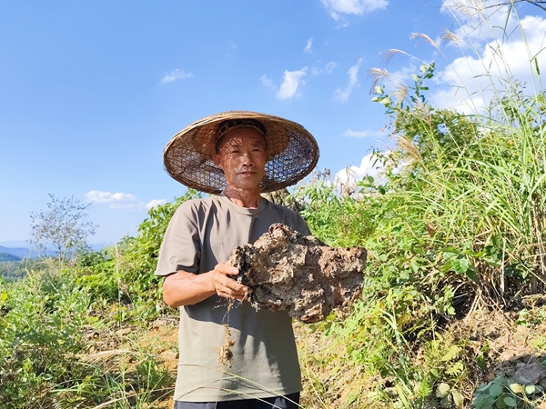 贵州施秉：茯苓丰收金满仓_fororder_施秉县双井镇刚采挖出来的茯苓