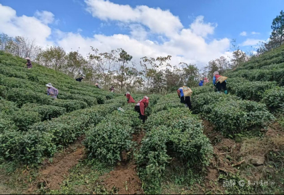 综合施策、精准发力！都匀市毛尖镇多措并举推进茶园秋冬管护，促农增收保增产