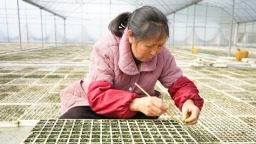 贵州施秉：抢春育苗 打好烤烟种植“第一仗”