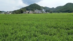 贵州兴仁：科研赋能薏仁米提质 筑牢产业高质量发展根基