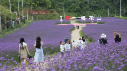 六盘水梅花山：昔日雪道变花海 畅享清凉添靓色