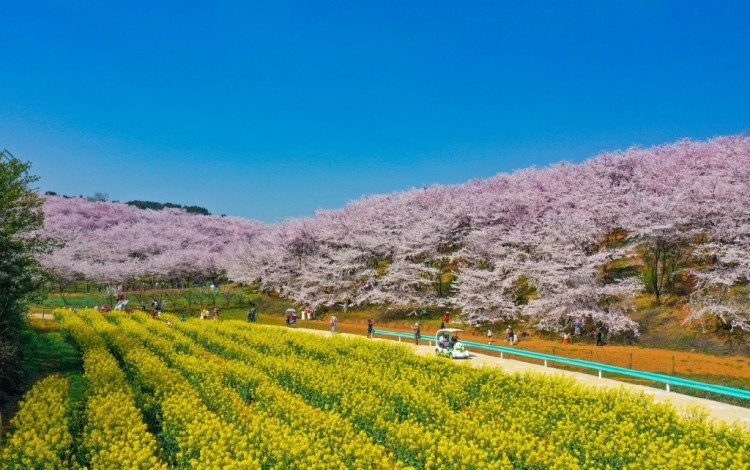春山爽居 花海畅游｜“繁花”绽放“花经济”，为乡村振兴“增色添香”_fororder_dD0xNzczNjYyNzkxX3I9OTViM2UxZWNfdz0xMDgwX3E9MTAwX2U9SlBH