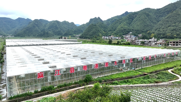 贵州麻江：民族团结出硕果 乡村振兴展新貌_fororder_蔬菜育苗大棚