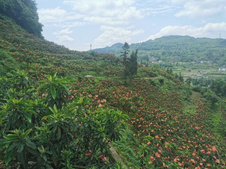 贵阳市开阳县苗寨村：枇杷酿出甜蜜事业_fororder_4