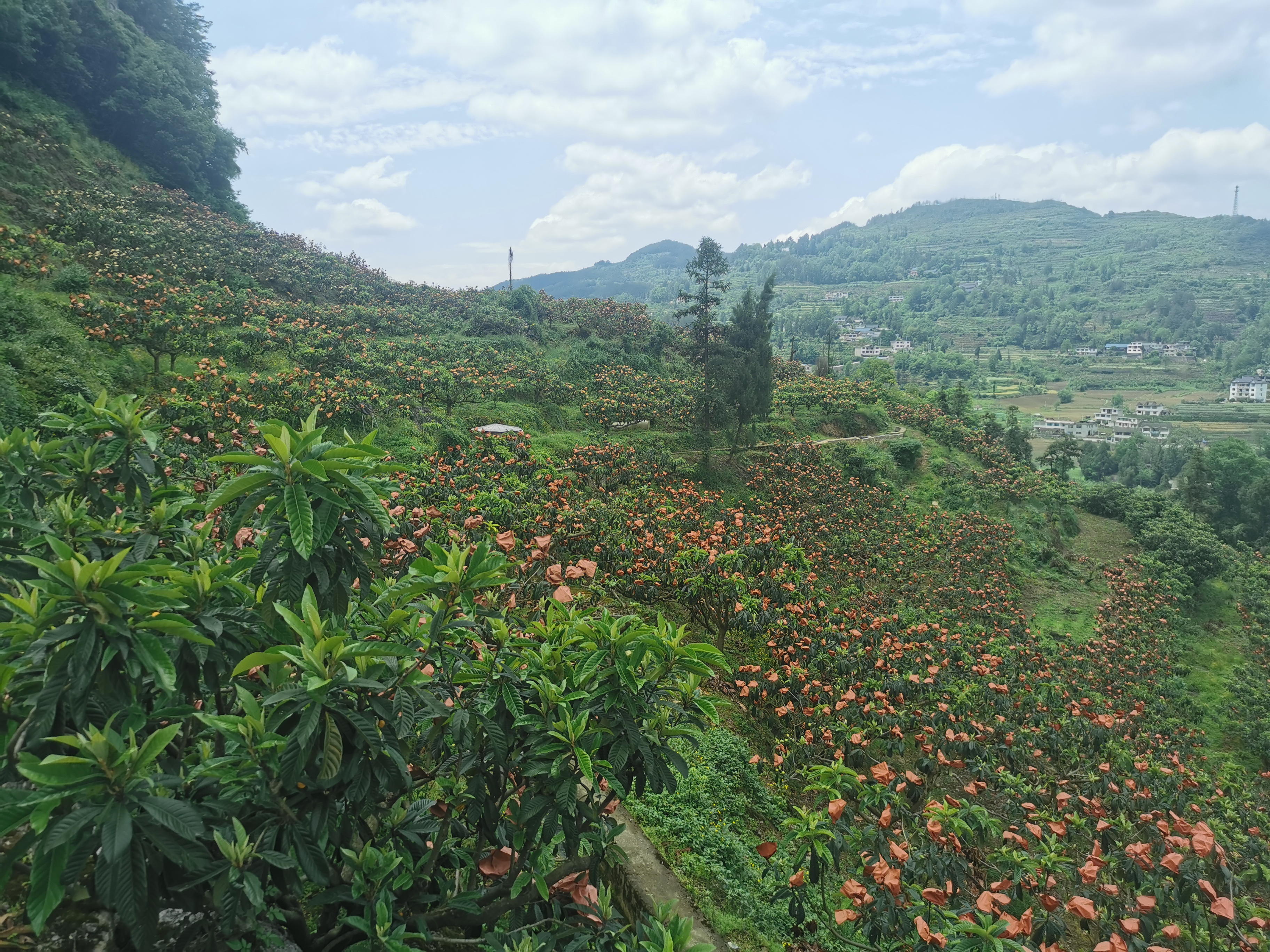 贵阳市开阳县苗寨村：枇杷酿出甜蜜事业_fororder_4