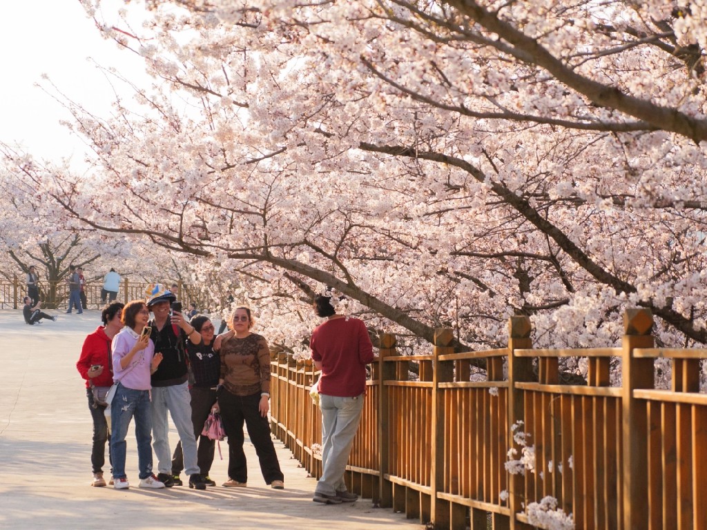 贵州安顺：万亩樱花如云似霞_fororder_dD0xNzczODM4Mzk5X3I9MTcyYmIwYTFfdz0xMDgwX3E9MTAwX2U9anBn