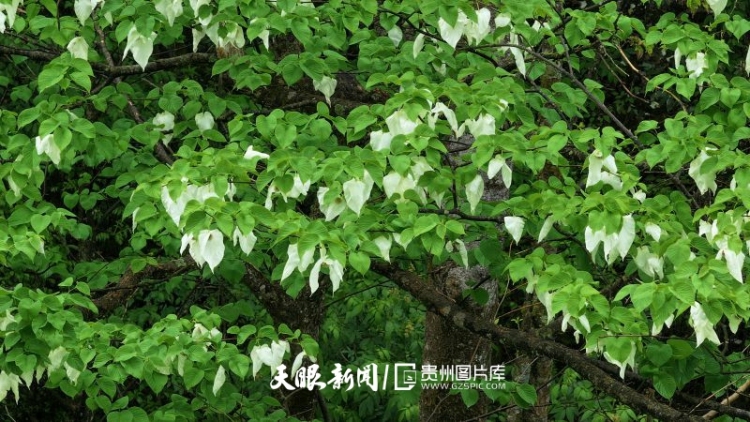 贵州的生态密码，藏在一张张照片背后｜濒危物种的回归