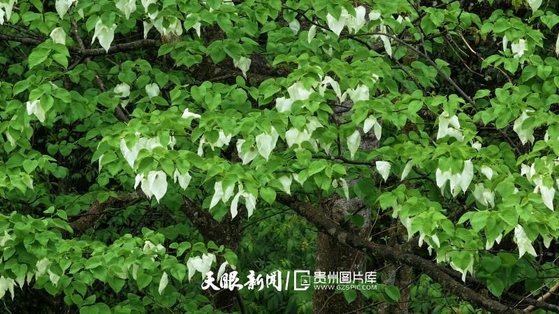 贵州的生态密码，藏在一张张照片背后｜濒危物种的回归