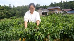 贵州施秉：党建聚力“红引擎”  辣椒铺就“共富路”