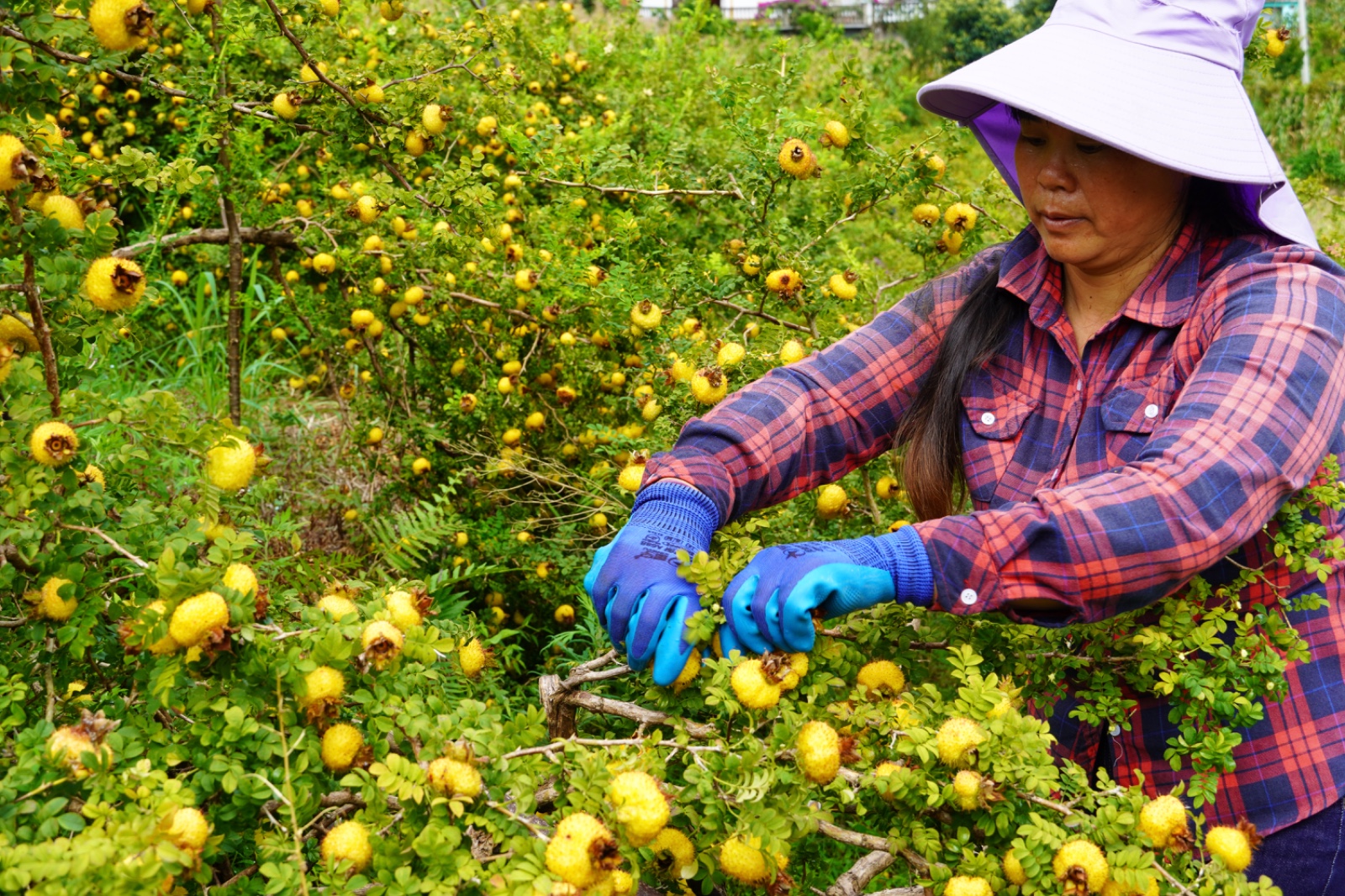 刺梨归仓 又见初好 | 水城区2025刺梨鲜果收购工作正式启动