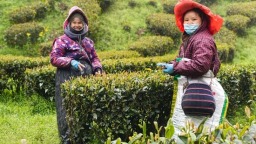 2026贵州早春茶产销对接大会在晴隆启幕