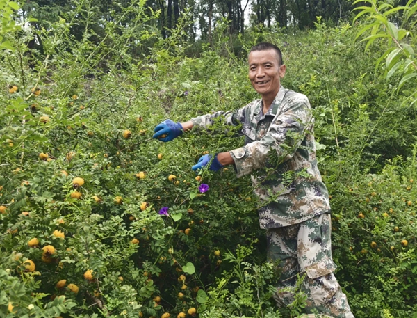 六盘水市六枝特区梭戛乡：“刺果果”长成“金果果”_fororder_640 (2)_副本