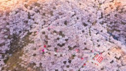 贵州安顺：万亩樱花如云似霞