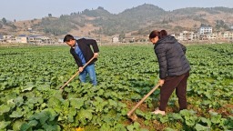 科技赋能 技术护航 贵州仁怀13万亩油菜安全越冬