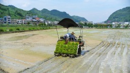 贵州仁怀茅坝镇：机械化插秧助农提质增效