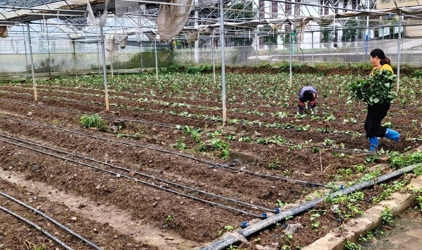 六盘水市水城区米箩镇：发展特色产业经济 激发乡村振兴活力_fororder_1111_副本