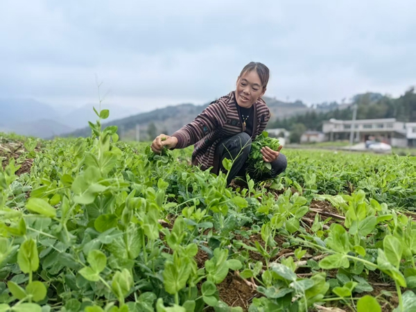 贵州仁怀:冷链助力豌豆尖“新鲜”出山 贵州仁怀:冷链助力豌豆尖“新鲜”出山_fororder_村民正在采摘豌豆尖