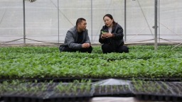 贵州罗甸：5万亩蔬菜基地保供贵阳全年“不断档”