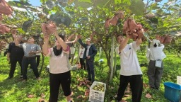 六盘水市水城区开展猕猴桃测产工作 检验科技帮扶成效