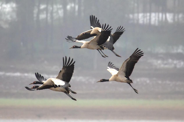 贵州威宁草海2898只“高原精灵”黑颈鹤开始北迁_fororder_图片6