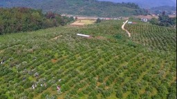 贵州天柱：以油茶产业驱动生态与经济双丰收