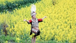 贵州台江：三月菜花黄 金色花海醉游人