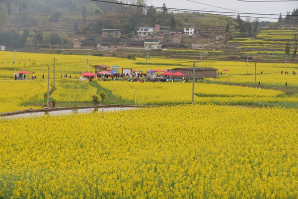 贵州施秉:油菜移栽忙 解锁千亩农田“增收致富路” 贵州施秉:油菜移栽忙 解锁千亩农田“增收致富路”_fororder_上翁哨坝区,春季油菜花开吸引了众多游客.JPG