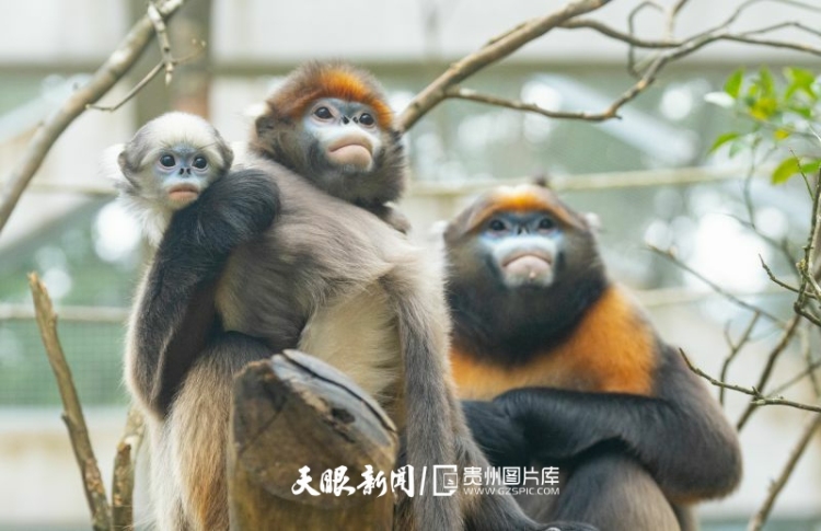 贵州的生态密码，藏在一张张照片背后｜濒危物种的回归