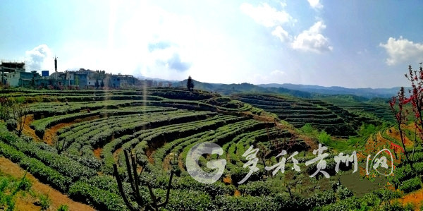 六盘水市水城区：茶香四溢美景至