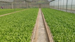 六盘水市水城区：烤烟剪叶正当时 壮苗培育迎移栽